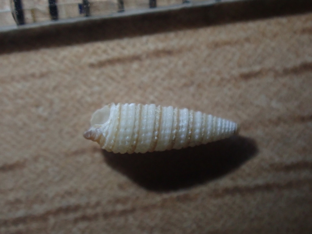 Nototriphora regina