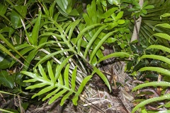 Microsorum pustulatum howense