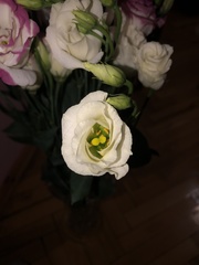 Eustoma exaltatum exaltatum