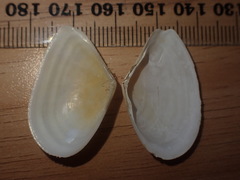 Serratina charlottae
