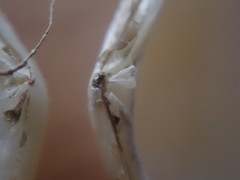 Serratina charlottae