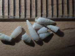 Bouchetriphora pallida image