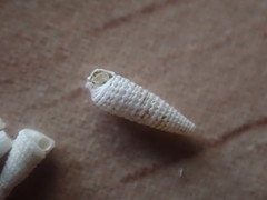 Bouchetriphora pallida