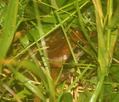 Ptychadena longirostris