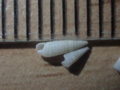 Bouchetriphora pallida