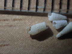Bouchetriphora pallida