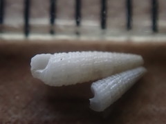 Bouchetriphora pallida