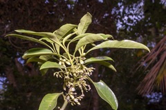 Geniostoma petiolosum