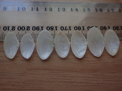 Scalpomactra scalpellum