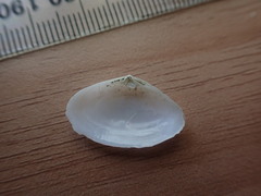 Scalpomactra scalpellum