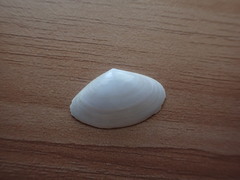 Scalpomactra scalpellum