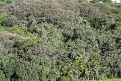 Howea forsteriana