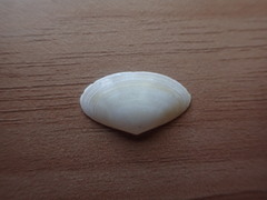 Scalpomactra scalpellum