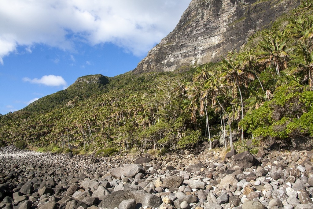 Howea forsteriana growing habit