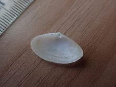 Scalpomactra scalpellum