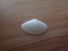 Scalpomactra scalpellum