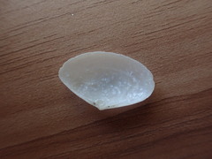 Scalpomactra scalpellum