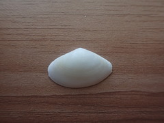 Scalpomactra scalpellum