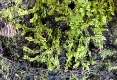 Geocalyx graveolens