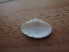 Scalpomactra scalpellum