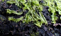 Geocalyx graveolens