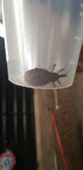 Triatoma infestans