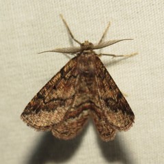 Pterospoda nigrescens