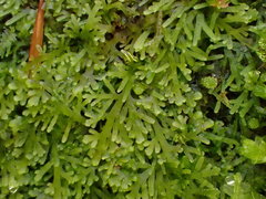 Riccardia multifida