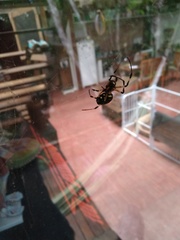 Nephilingis cruentata