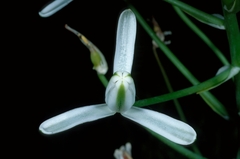 Albuca batteniana