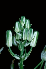 Albuca batteniana