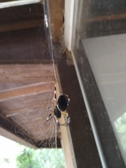 Nephilingis cruentata