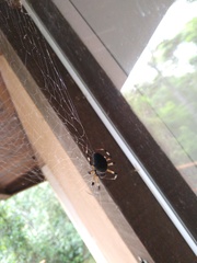 Nephilingis cruentata