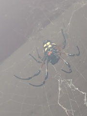 Nephilingis cruentata