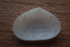 Borniola reniformis