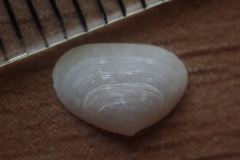 Borniola reniformis