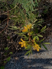 Senna mexicana