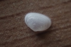 Borniola