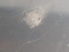 Nephilingis cruentata