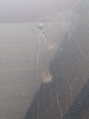 Nephilingis cruentata