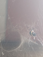 Nephilingis cruentata