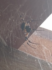 Nephilingis cruentata