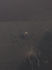 Nephilingis cruentata