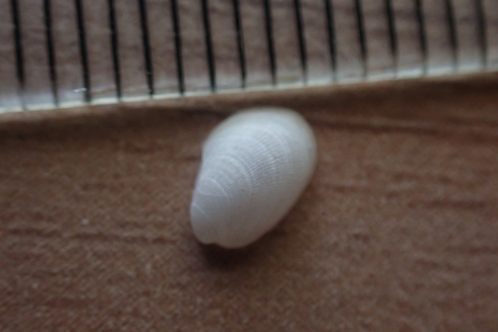 Rhomboidella