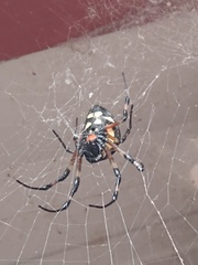 Nephilingis cruentata