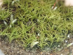 Trichodon cylindricus