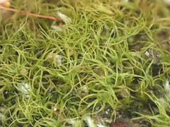 Trichodon cylindricus