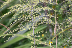 Coprosma dumosa
