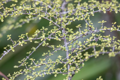 Coprosma dumosa