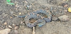 Lansberg's Hognosed Pit Viper photo 2